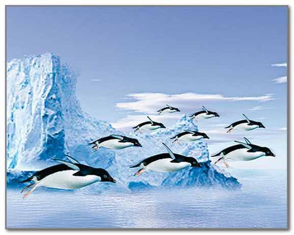 Перелетные пингвины