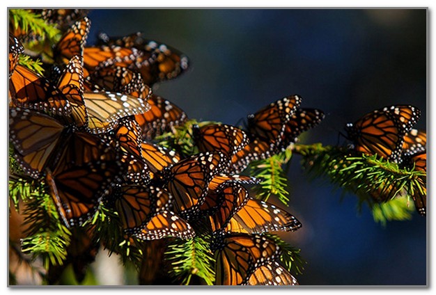 Бабочки на Родосе